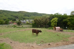 小豆島オリーブ牛